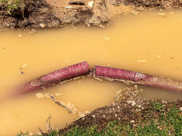 Best Flood restoration services  in Big Coppitt Key, FL